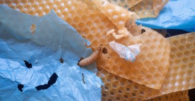 A wax worm, moth larva that eats wax made by bees to build honeycombs, is seen in a laboratory at the Spanish National Research Council (CSIC) in Madrid, Spain, Oct. 4, 2022. (Simona Gaddi via Reuters)