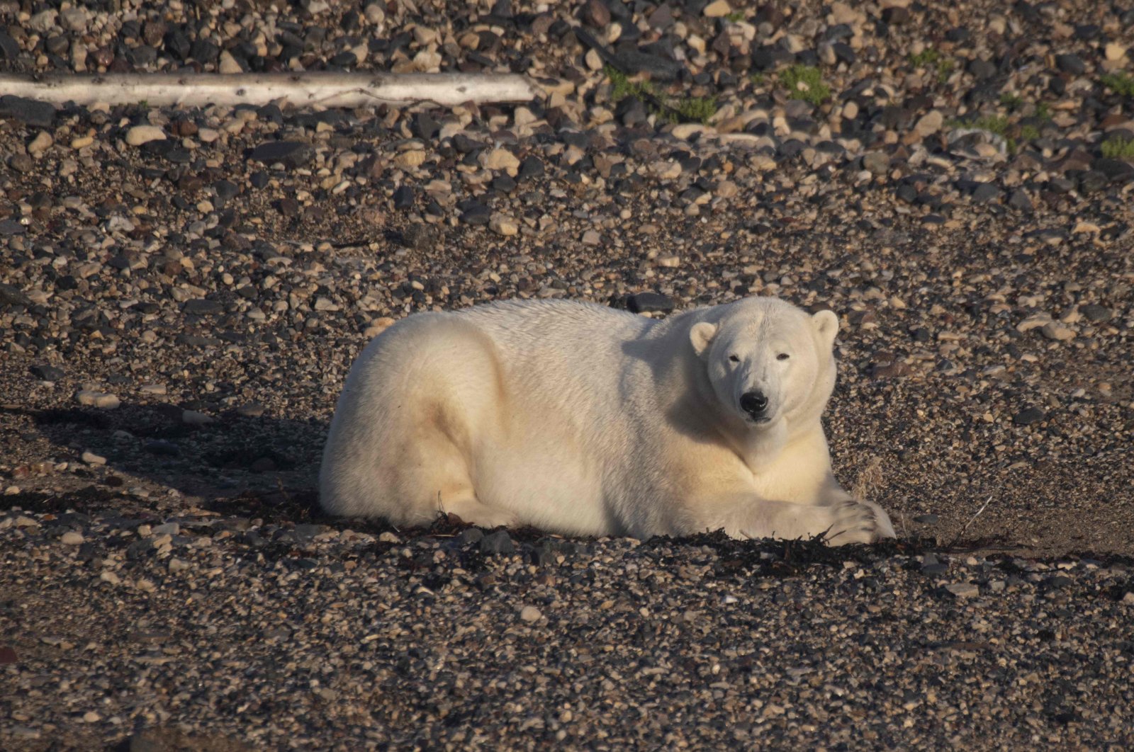 Bertahan dari perubahan iklim: Es yang surut mengancam beruang kutub Kanada