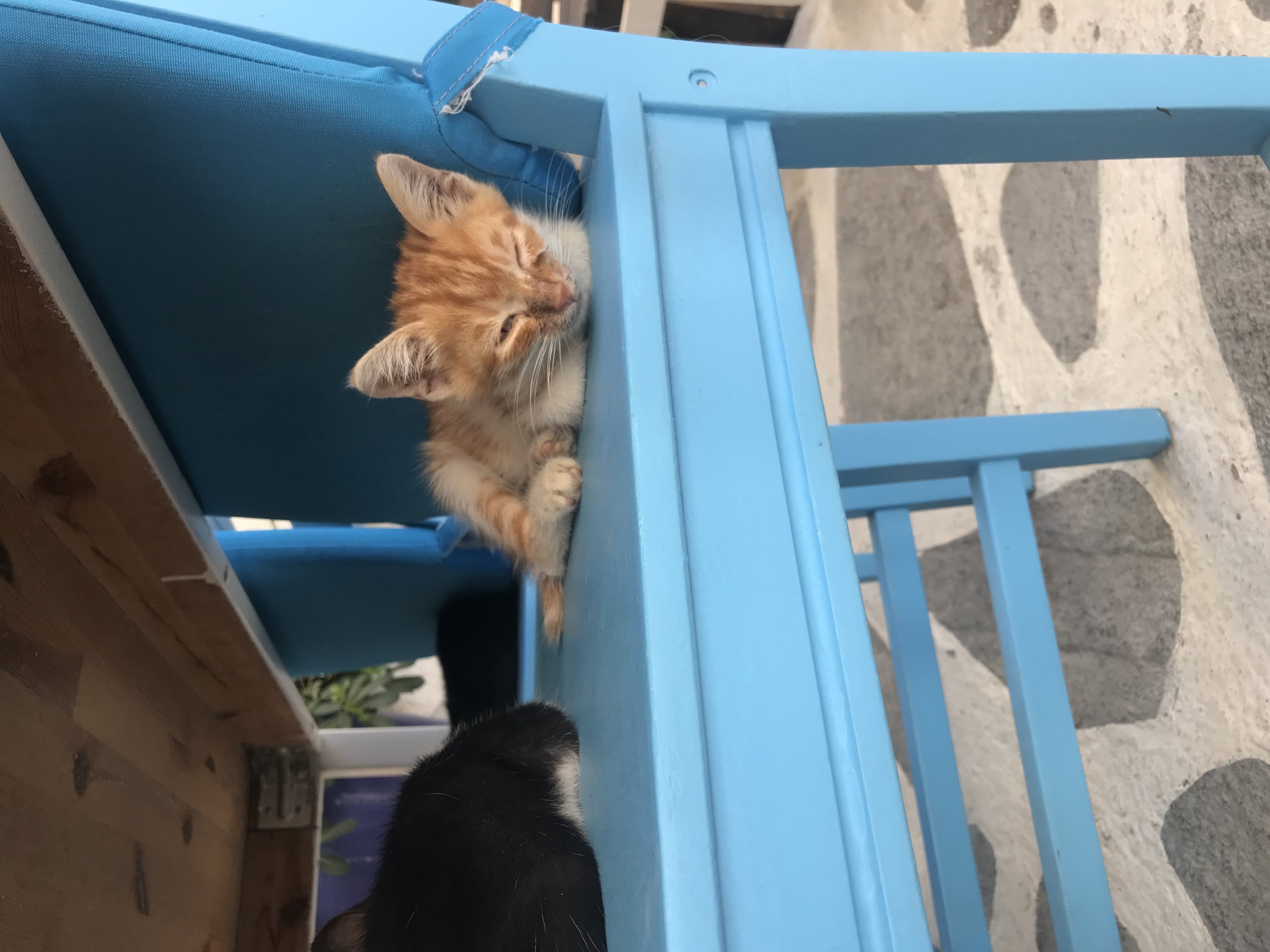 Seferihisar adalah Kota Lambat, yang bahkan membuat kucing lebih malas dari biasanya, di Izmir, Türkiye, 5 Oktober 2022. (Foto oleh zge engelen)