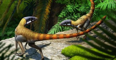 An artist&#039;s reconstruction of the Triassic Period reptile Scleromochlus taylori, whose fossils were found in Scotland. (Gabriel Ugueto via Reuters)