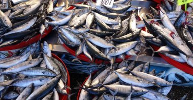The fish for sale line a table in Trabzon, northern Türkiye, Oct. 3, 2022. (İHA PHOTO)