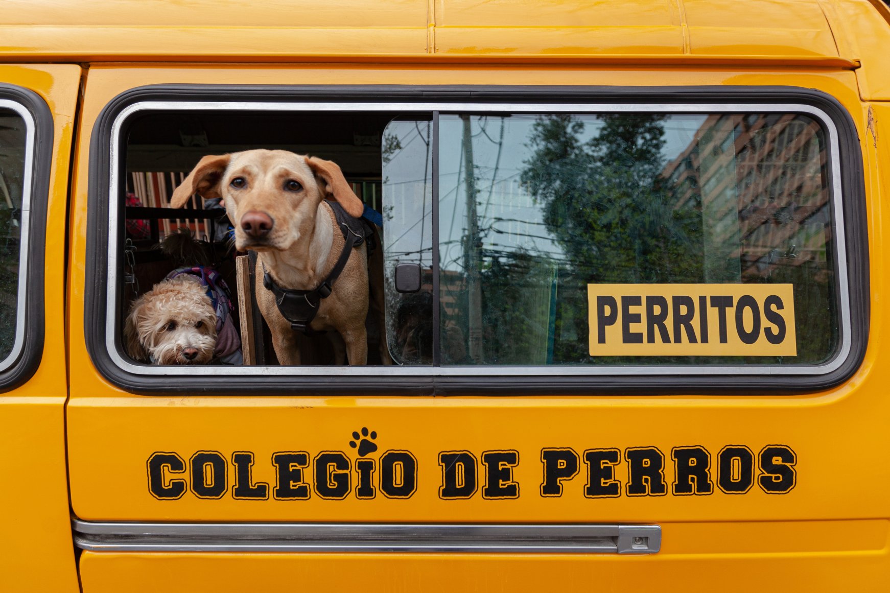 Dogs ride bus to 'doggy daycare' in Chile Daily Sabah