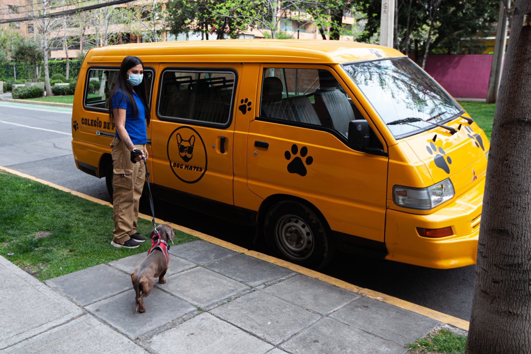 Dogs ride bus to 'doggy daycare' in Chile Daily Sabah