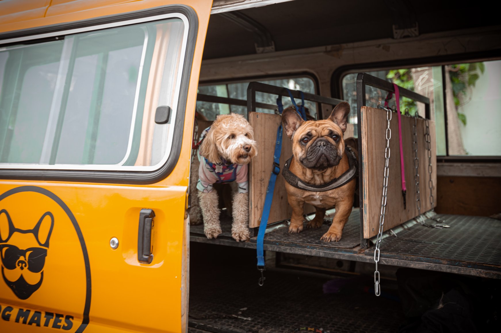 doggy daycare bus        
        <figure class=