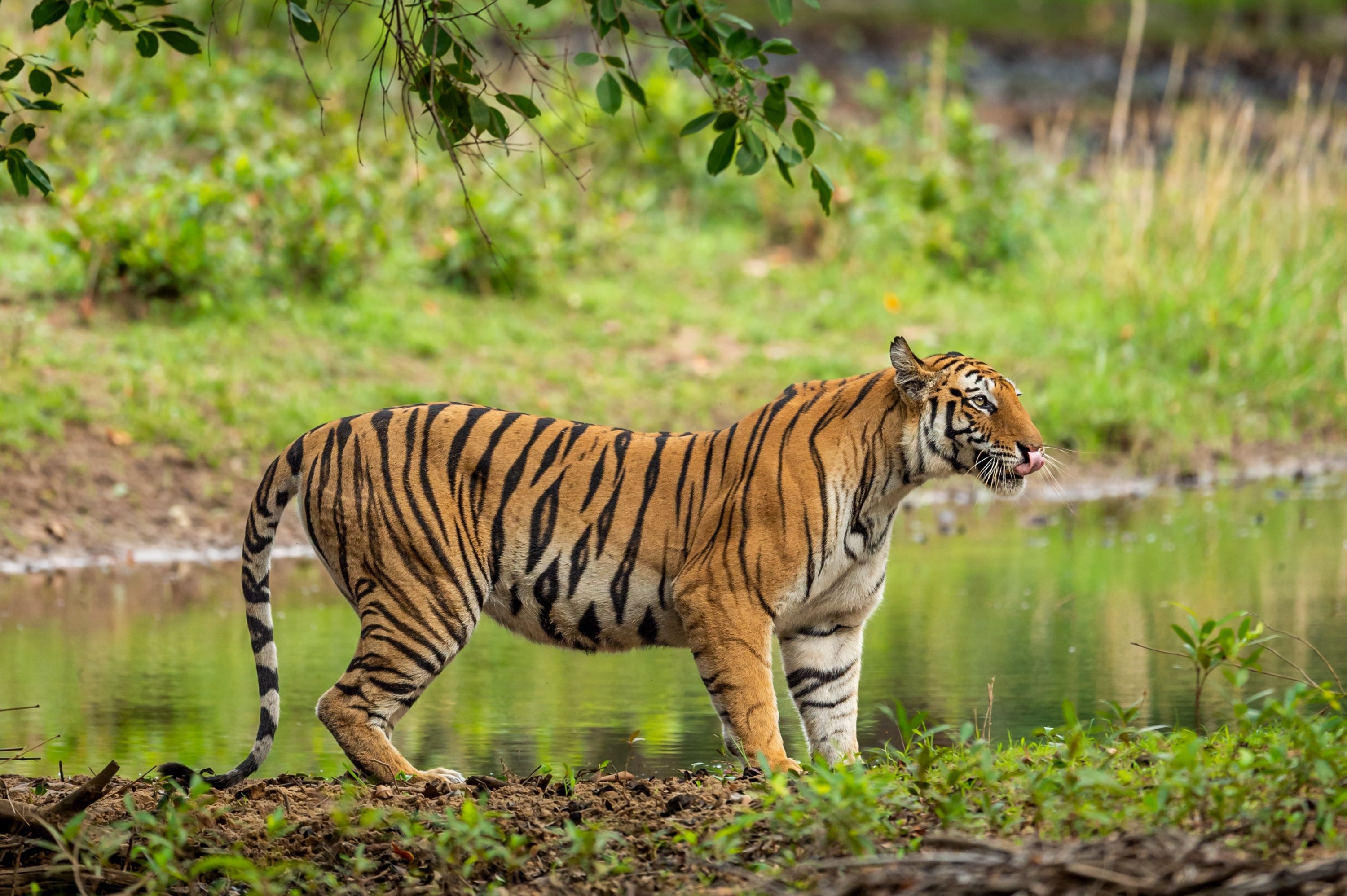 With major operation, Indian police shoot, kill 'man-eater' tiger | Daily  Sabah