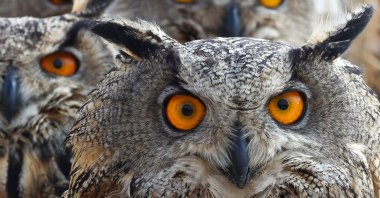 A Eurasian eagle-owl captured on camera in Lake Van basin, in Van, eastern Türkiye, Oct. 4, 2022. (AA PHOTO)