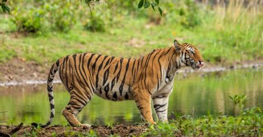 A tiger that killed at least nine people, has been shot dead in major operation. (Shutterstock Photo)