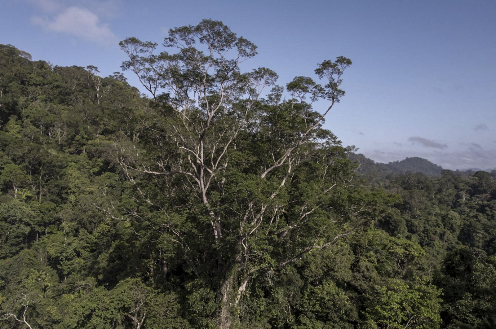 An Angelim Vermelho tree (Dinizia Excelsa Ducke), the highest tree found in the Amazon rainforest, located in the region of Jari River, at the border of Amapa and Para states, north of Brazil, Sept. 17, 2022. (Havita Rigamonti via AFP)