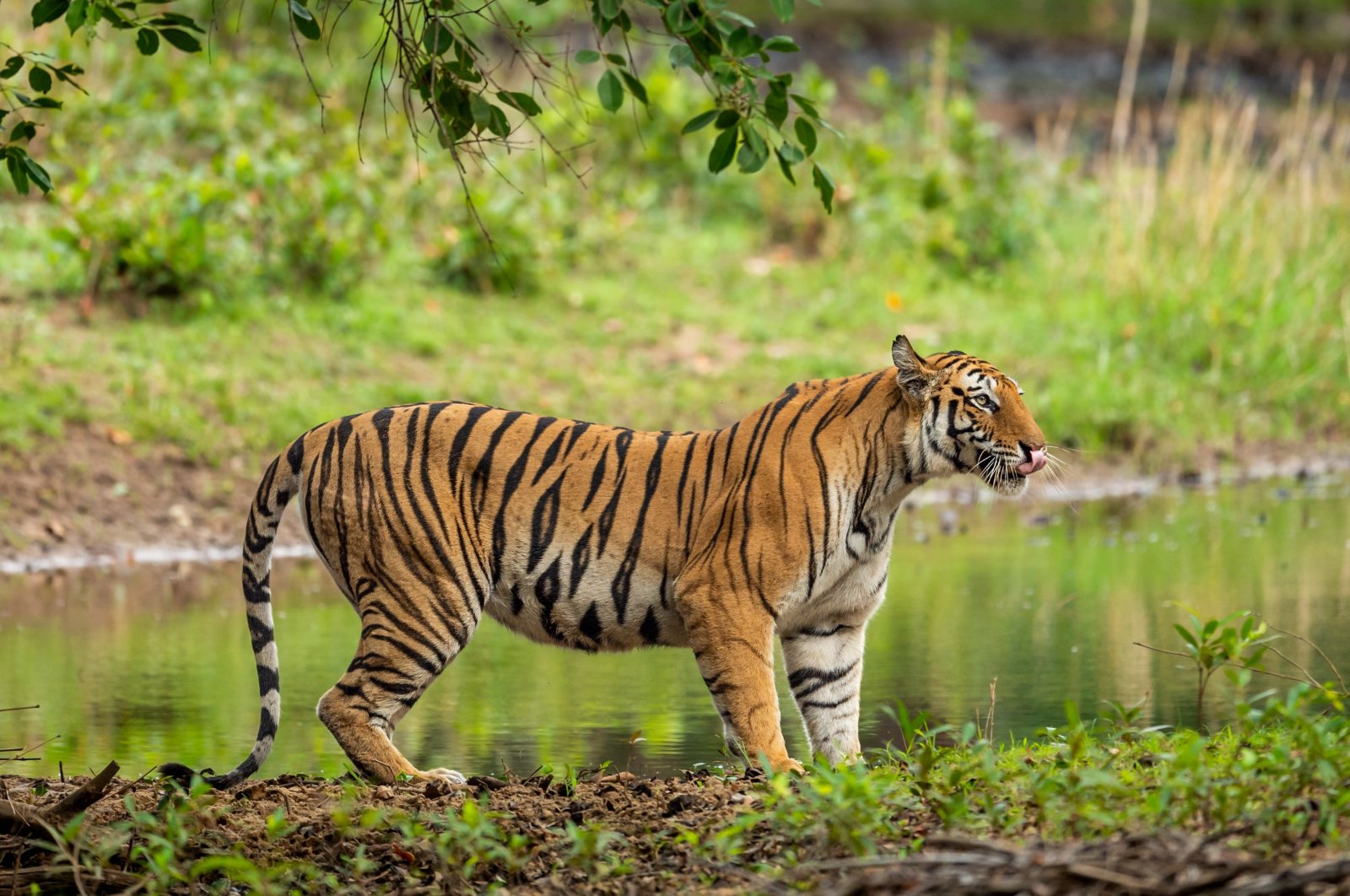 Dengan operasi besar, polisi India menembak, membunuh harimau ‘pemakan manusia’