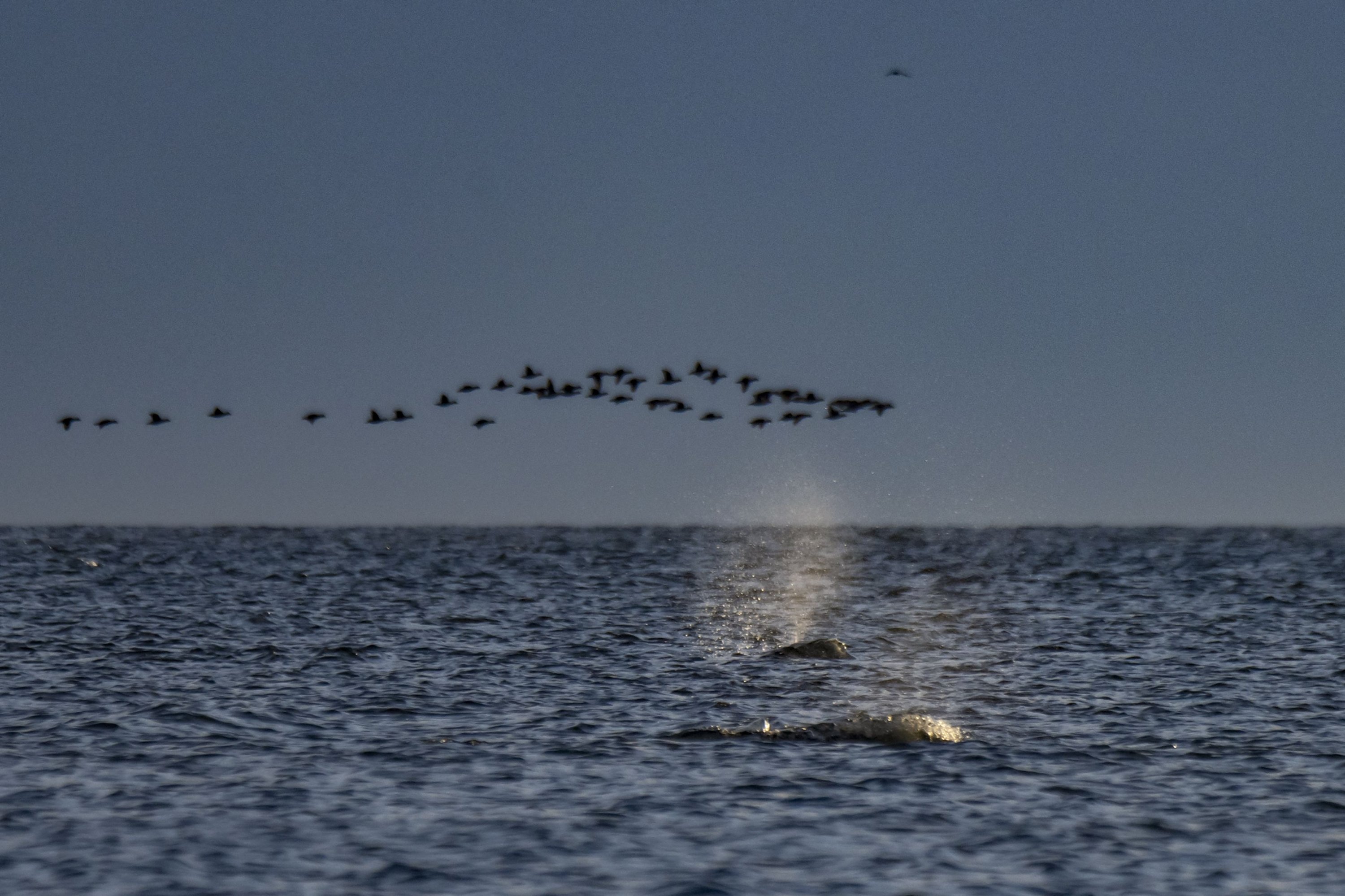 Seekor paus beluga berenang di pagi hari di Teluk Hudson, di luar Churchill, Kanada utara, 8 Agustus 2022. (AFP Photo)