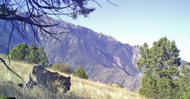 An Anatolian leopard roams a rural area in an undisclosed location in an undated photo. (Courtesy of the Ministry of Agriculture and Forestry)