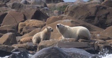 A female polar bear and her cub look for something to eat on the shoreline of Hudson Bay near Churchill, northern Canada, Aug. 5, 2022. (AFP Photo)