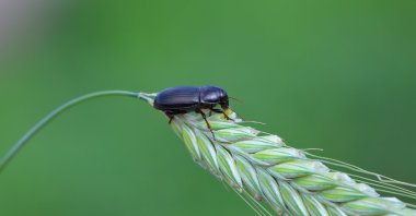 Serbian scientists have named a newly discovered species of beetle after tennis star Novak Djokovic. (Shutterstock Photo)