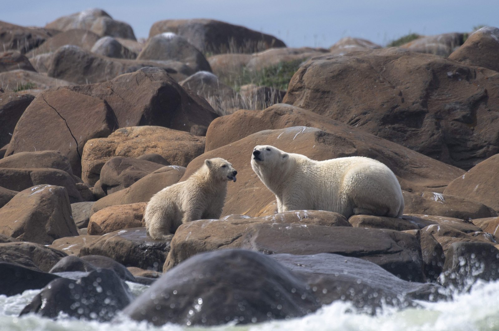 A female polar bear and her cub look for something to eat on the shoreline of Hudson Bay near Churchill, northern Canada, Aug. 5, 2022. (AFP Photo)