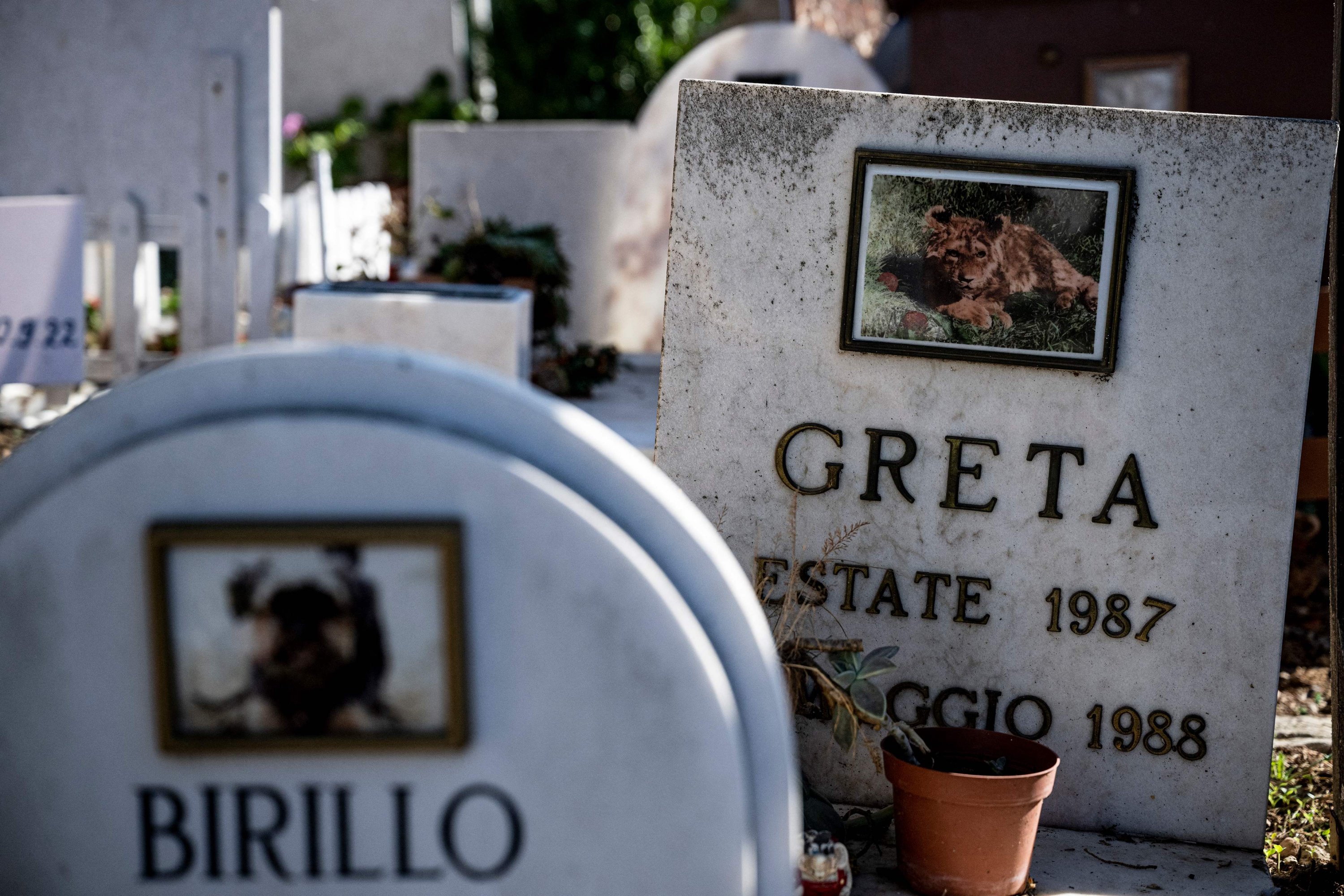 Gambar menunjukkan kuburan yang dihias di pemakaman hewan peliharaan Casa Rosa, Roma, Italia, 5 Oktober 2022. (AFP Photo) 