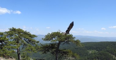 An imperial eagle named "Explorer Buckbeak" flew back to Türkiye after five months (AA Photo)