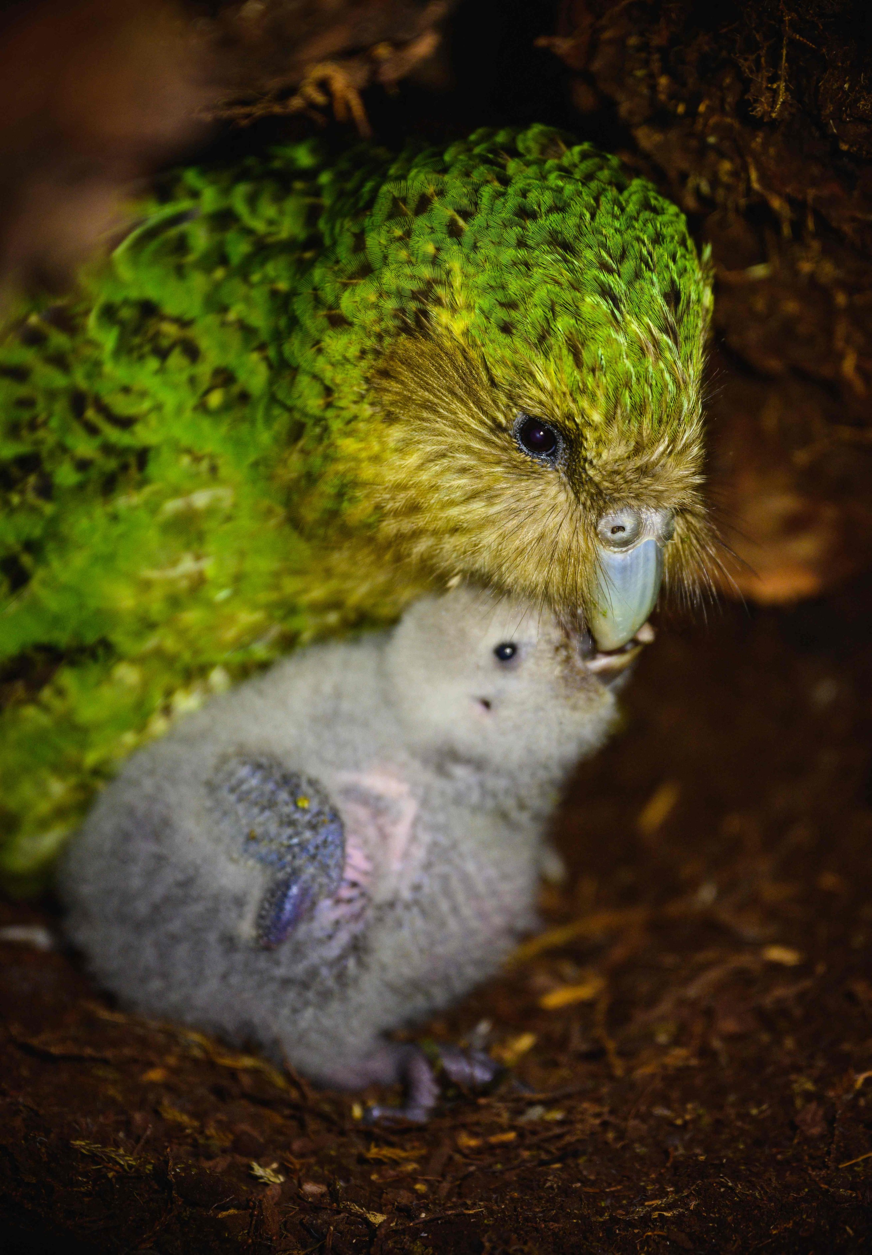 Kakapo memberi makan anaknya, di Pulau Codfish, Selandia Baru, 25 Maret 2022. (Departemen Konservasi Selandia Baru via AFP)