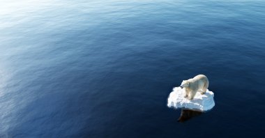 A polar bear on part of a broken glacier. (Shutterstock Photo)