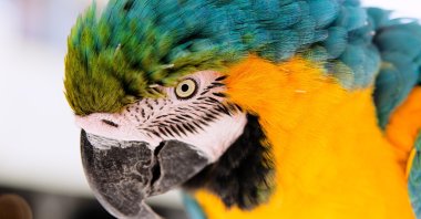 The world's fattest parrot can't fly and it has also been banned from New Zealand's Bird of the Year contest. (Reuters Photo)