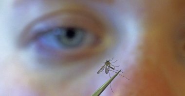 A municipal biologist examines a mosquito in Salt Lake City, Aug. 26, 2019. (AP File Photo)
