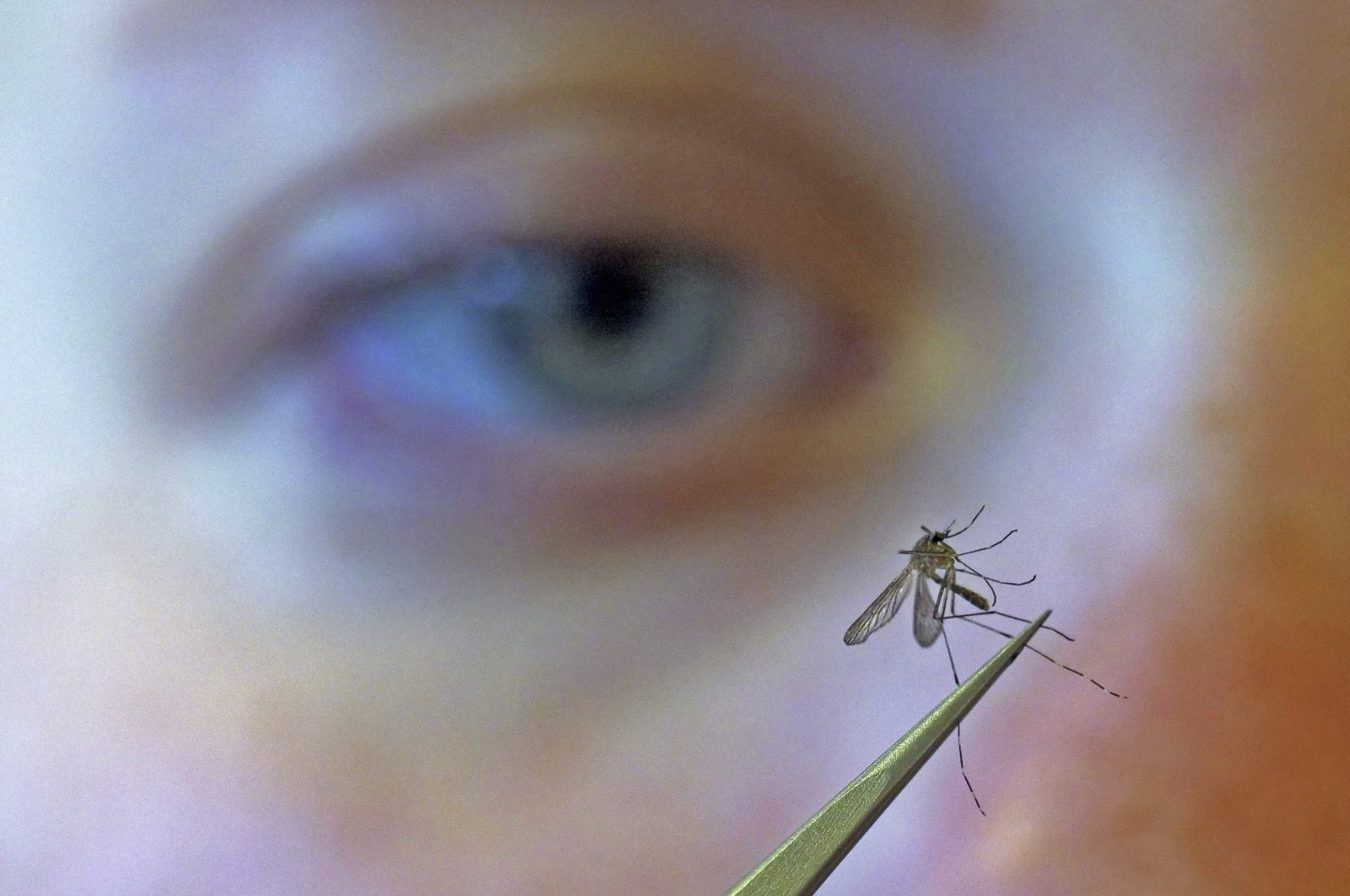 Nyamuk bisa tertarik pada bau beberapa manusia: Studi