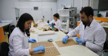 Staff work at a research and development facility for the local development of cotton seeds, in Hatay, southern Türkiye, Oct. 18, 2022. (AA PHOTO)