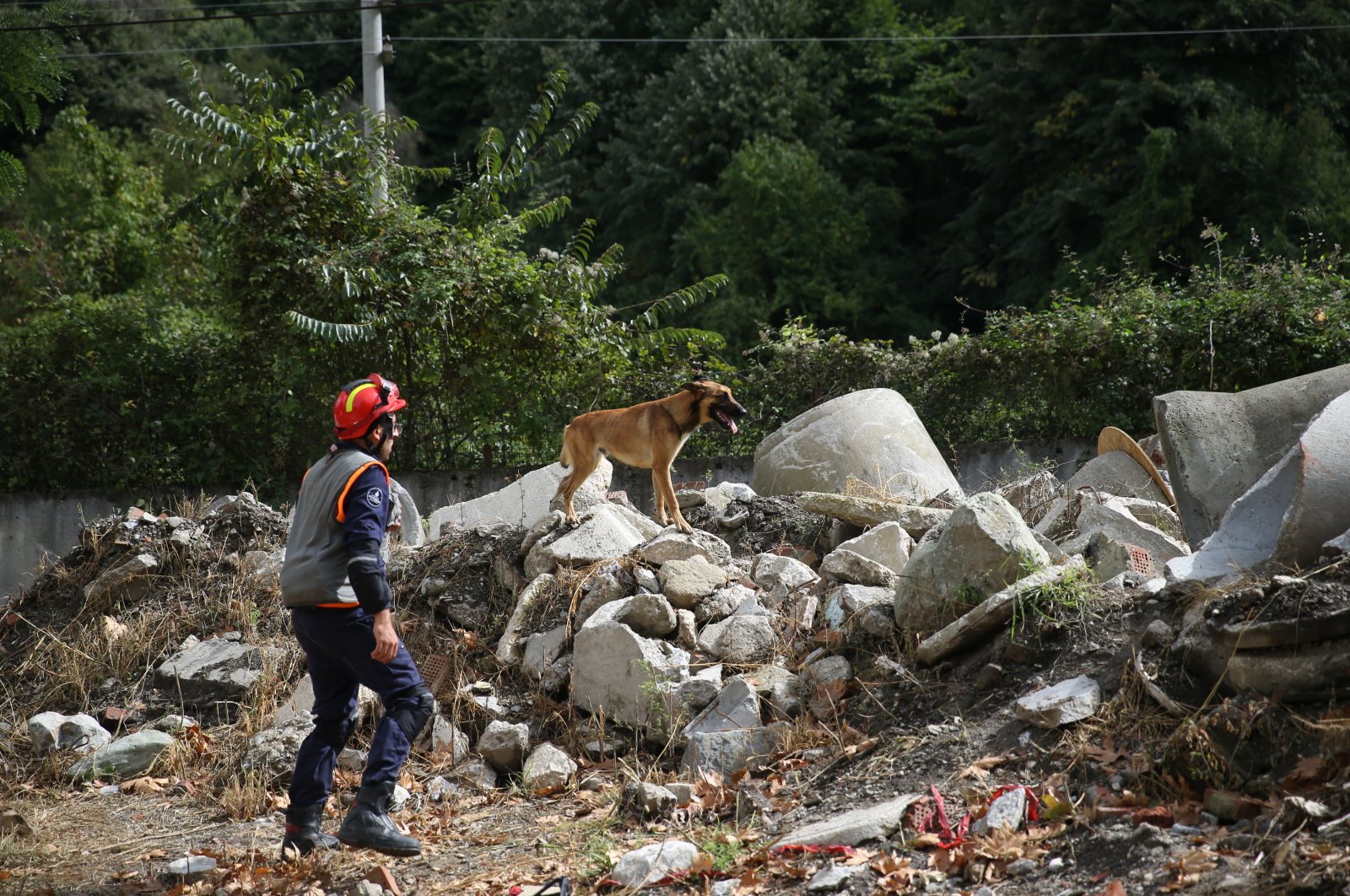 AFAD Türkiye melatih anjing penyelamat untuk menyelamatkan nyawa dalam bencana