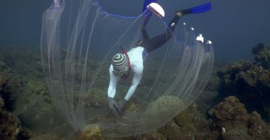 Made Partiana uses a net to catch aquarium fish on the north coast of Bali, Indonesia, April 10, 2021. (AP Photo)