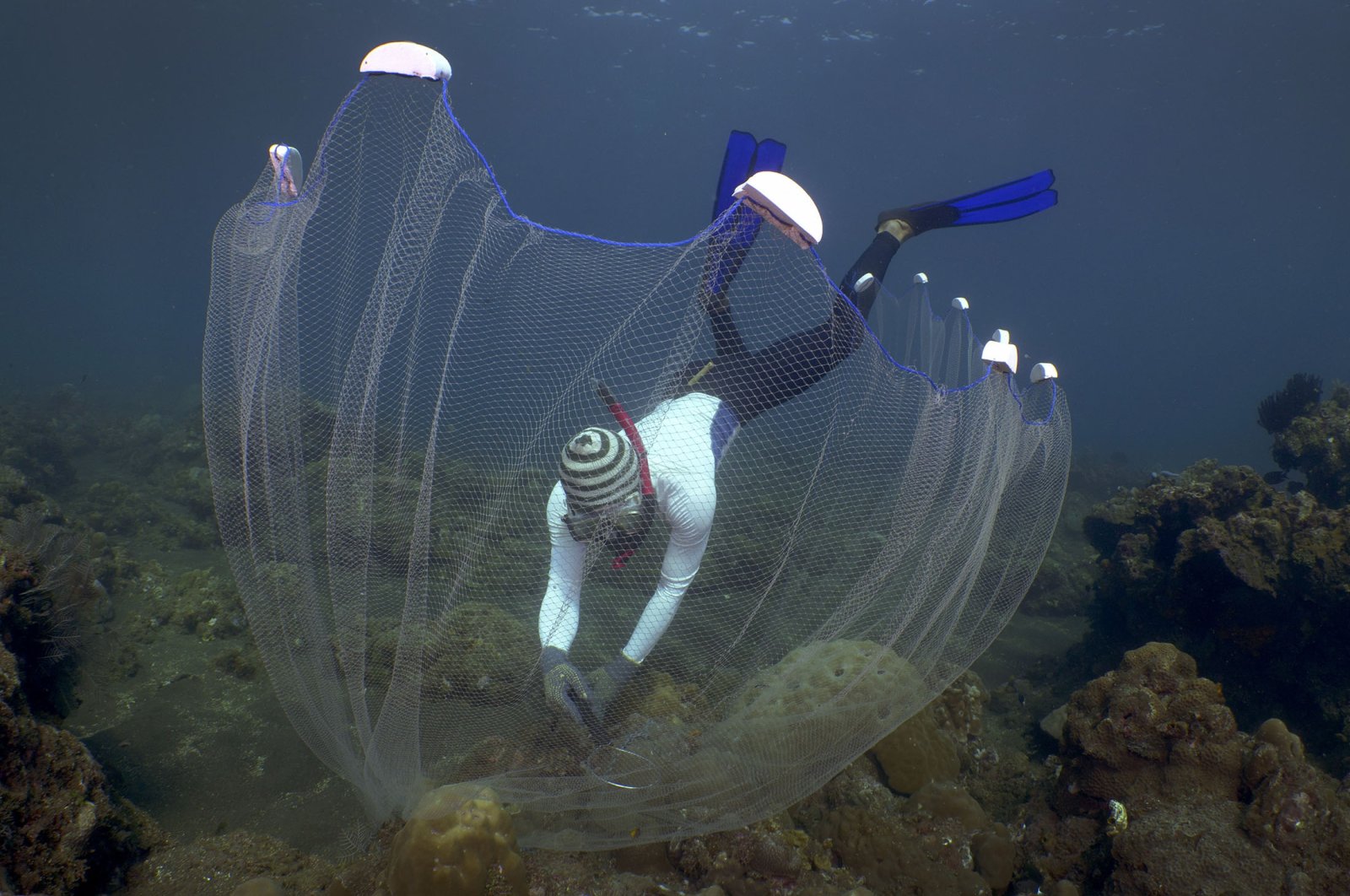 Made Partiana uses a net to catch aquarium fish on the north coast of Bali, Indonesia, April 10, 2021. (AP Photo)