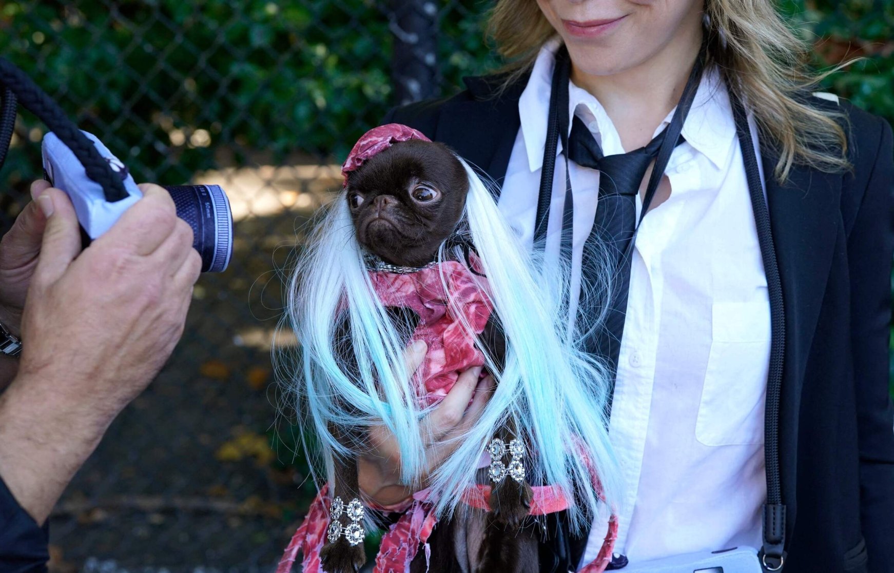 Spooktacular Pups Compete For Best Costume In Nyc 