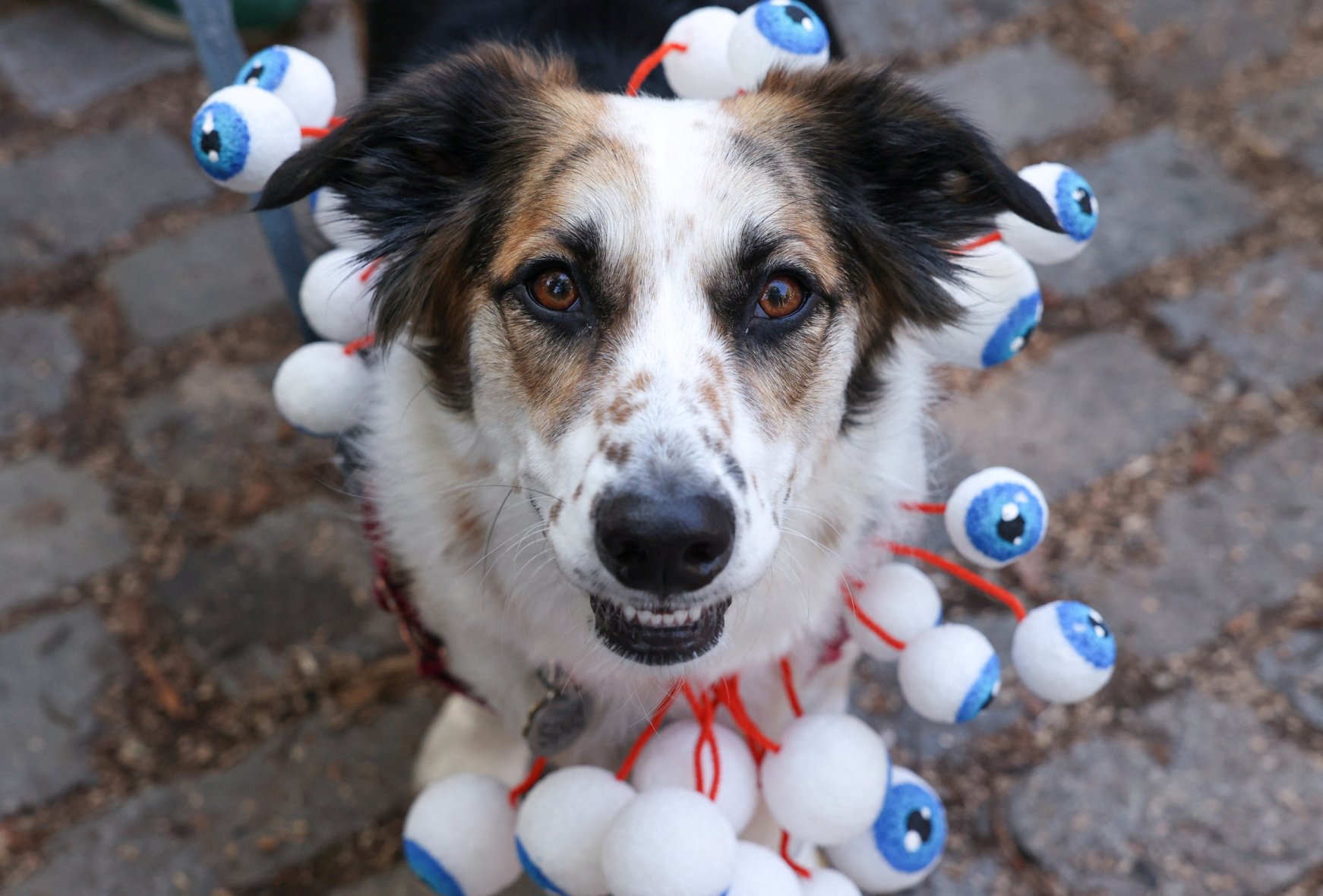 Spooktacular pups compete for best costume in NYC | Daily Sabah