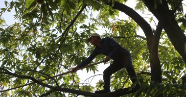 A worker shakes a chestnut tree, in Aydın, western Türkiye, Oct. 23, 2022. (AA PHOTO)