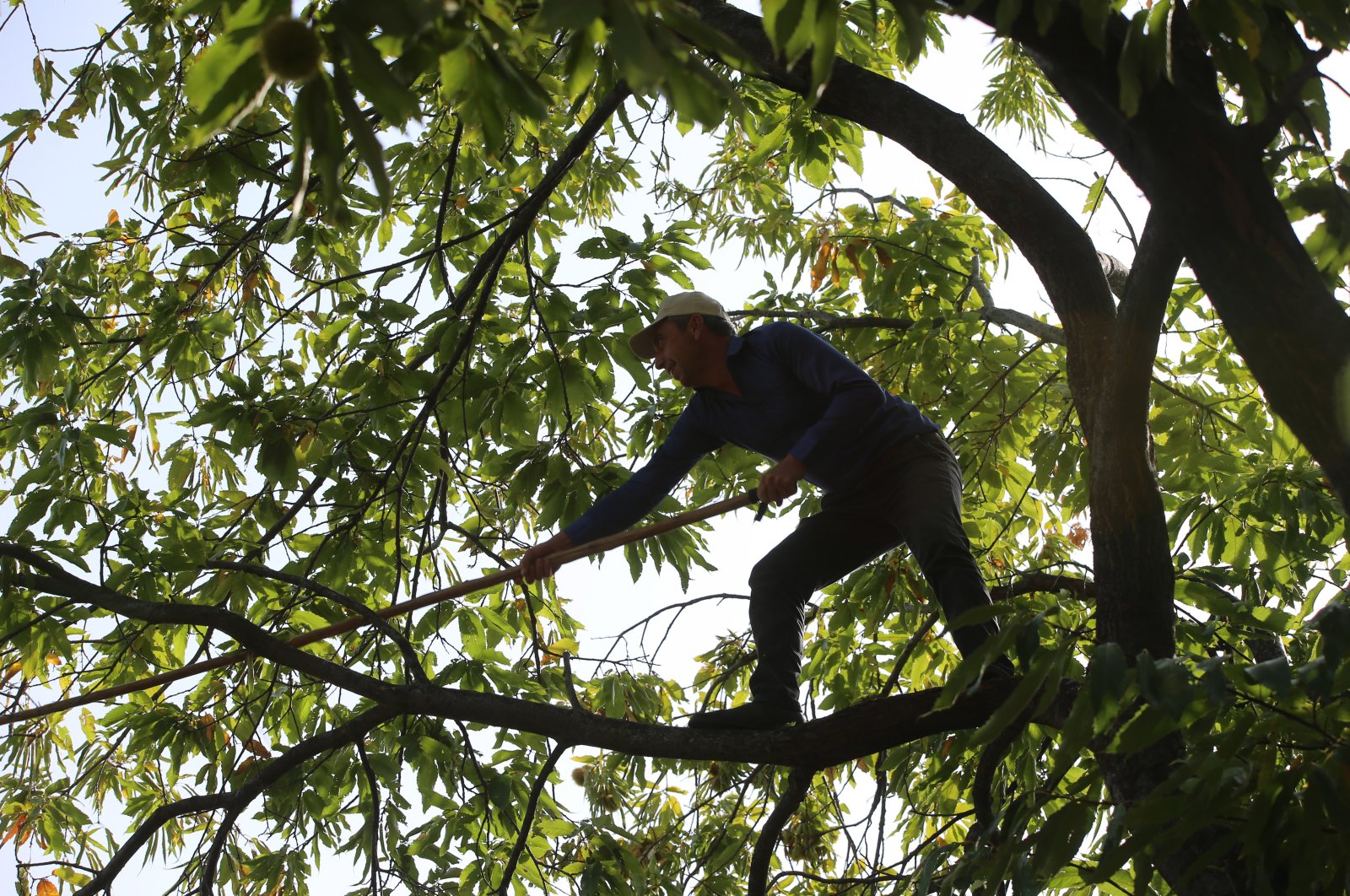 A worker shakes a chestnut tree, in Aydın, western Türkiye, Oct. 23, 2022. (AA PHOTO)