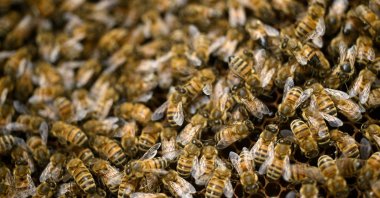 Bees work in their hive in Isokyro, western Finland, Sept. 11, 2022. (AFP Photo)
