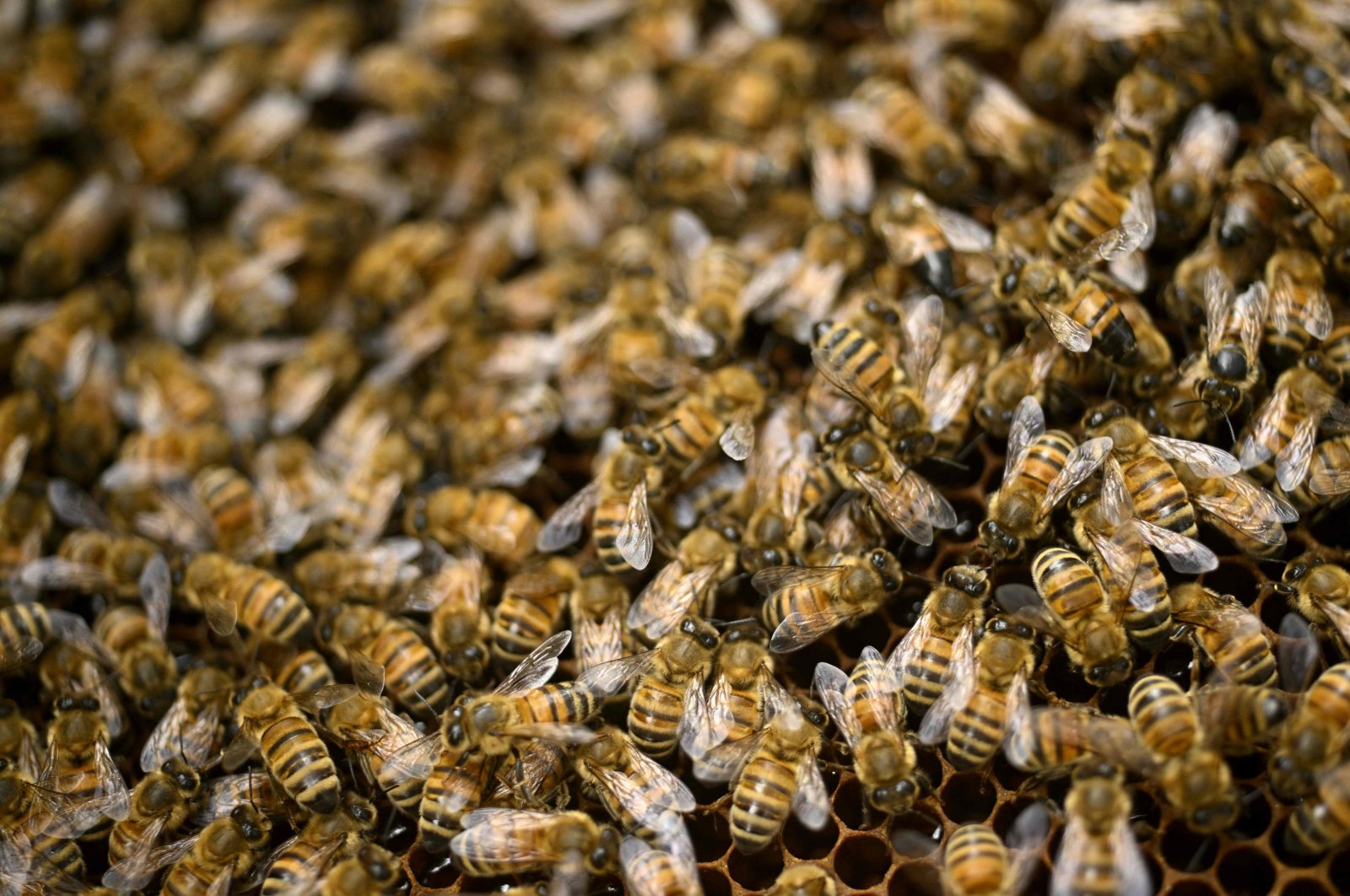 Bees work in their hive in Isokyro, western Finland, Sept. 11, 2022. (AFP Photo)