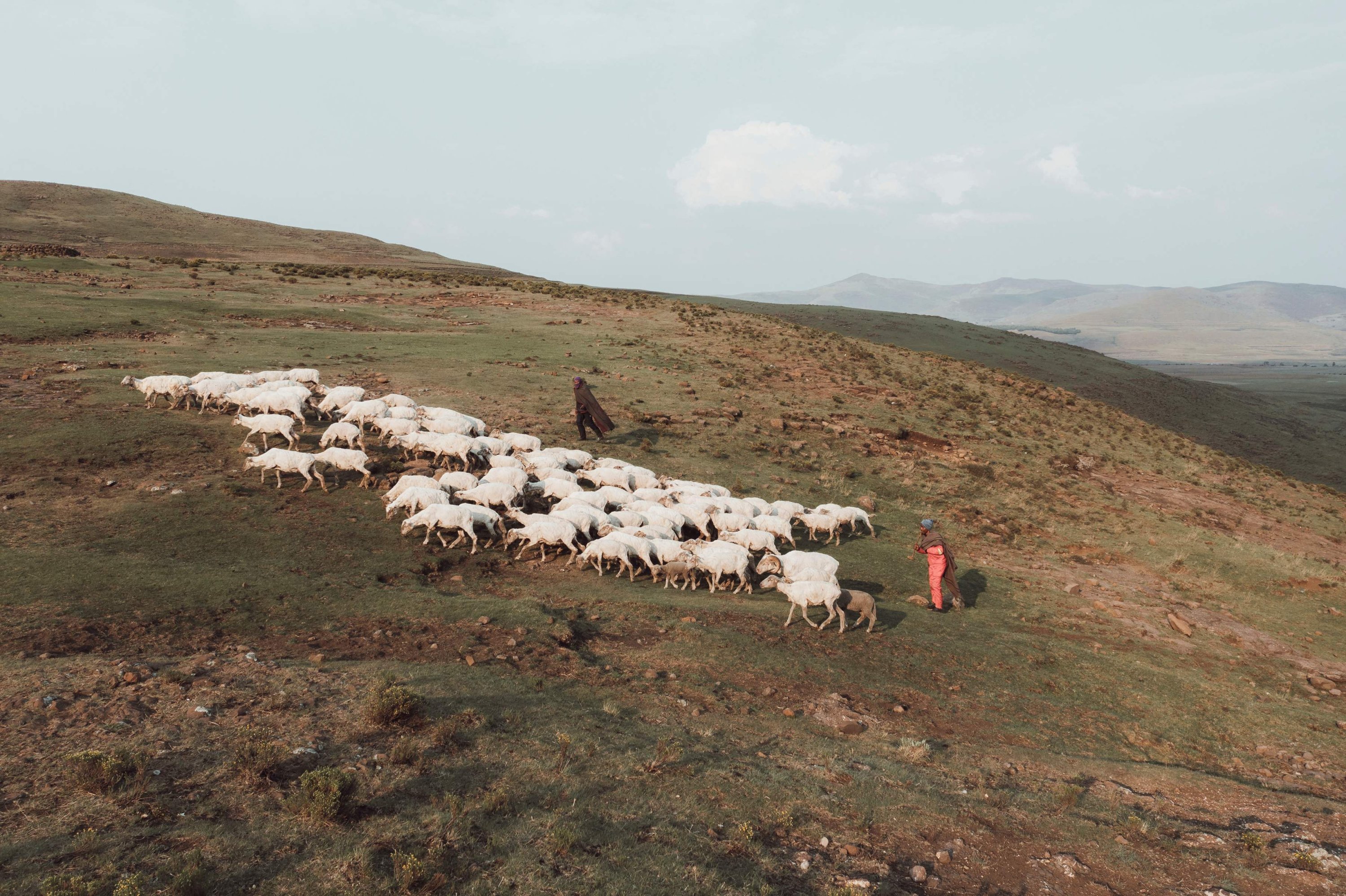 Para gembala memandu kawanan mereka di sebuah dataran di luar Semonkong, sebuah kota terpencil di pegunungan Maluti, Lesotho, 14 Oktober 2022. (AFP Photo)
