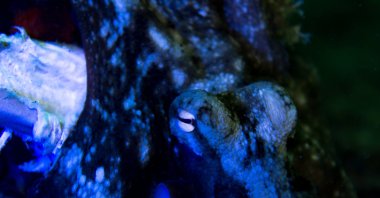 An Australian octopus. (Shutterstock Photo)