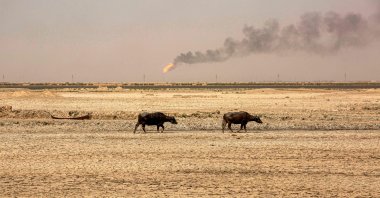 Water buffaloes walk in dried-up marshes near al-Qurnah natural gas field in Basra, Iraq, Aug. 10, 2022. (AFP Photo)