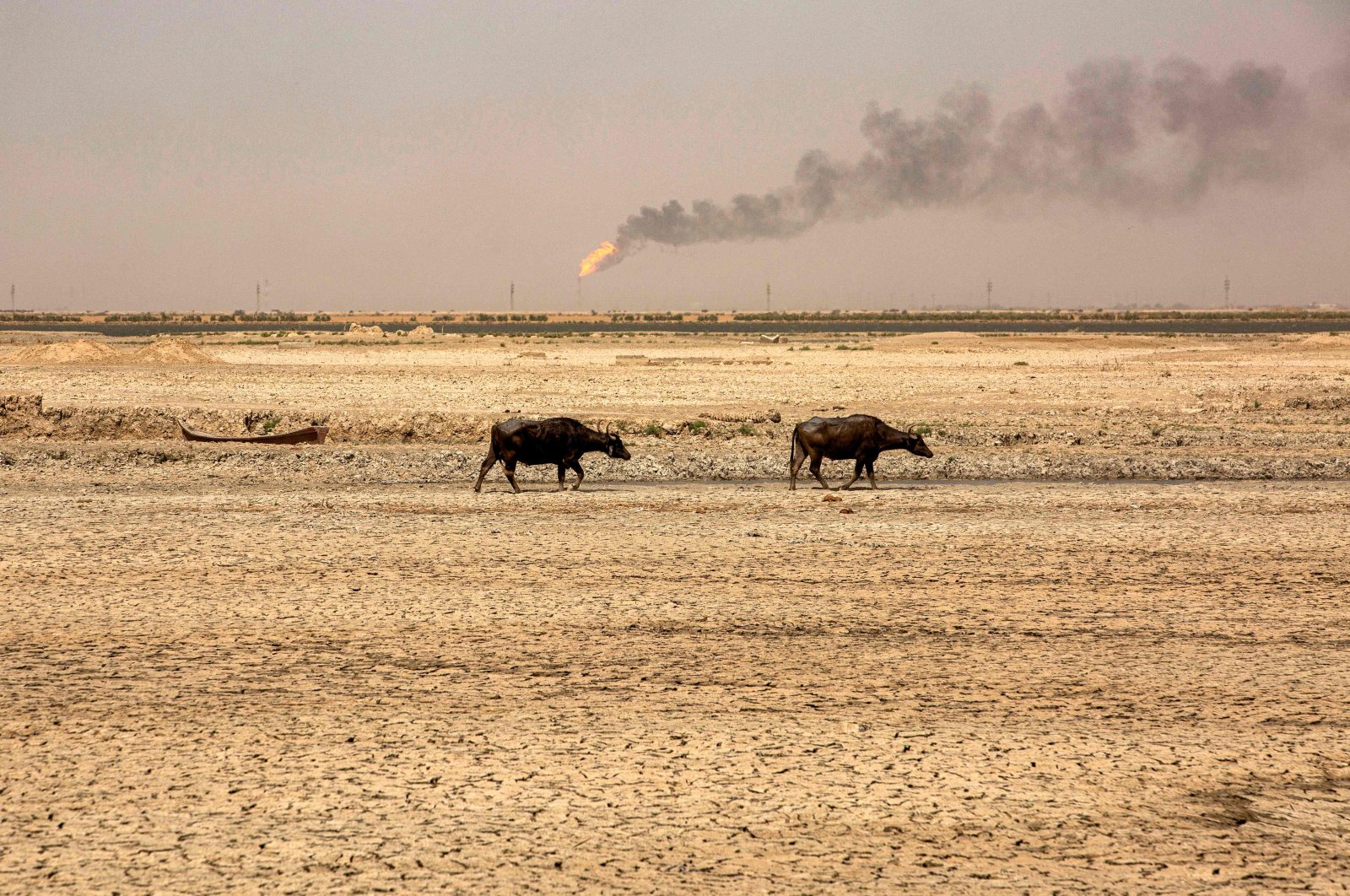 Water buffaloes walk in dried-up marshes near al-Qurnah natural gas field in Basra, Iraq, Aug. 10, 2022. (AFP Photo)