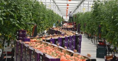 View of a geothermal greenhouse in Afyonkarahisar, western Türkiye, April 7, 2022. (AA Photo)