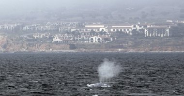 A blue whale blows along the California coast near Palos Verdes, California, U.S., Sept. 2, 2010. (AP File Photo)
