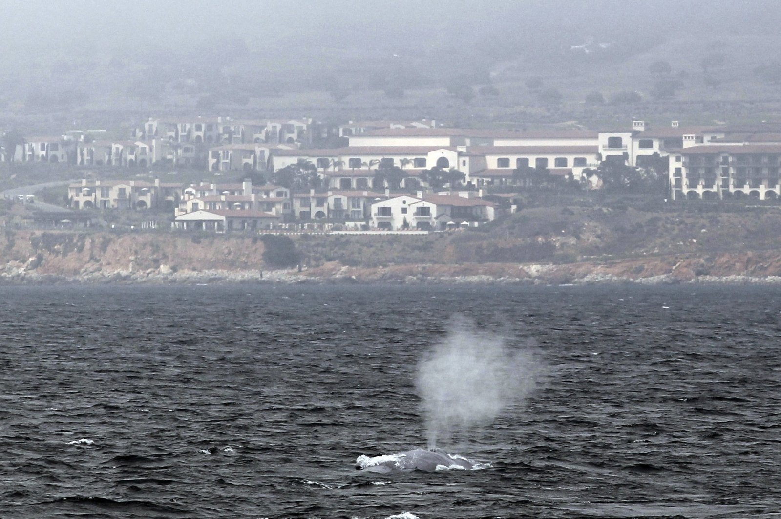 Paus biru menelan 10 juta mikroplastik setiap hari: Studi