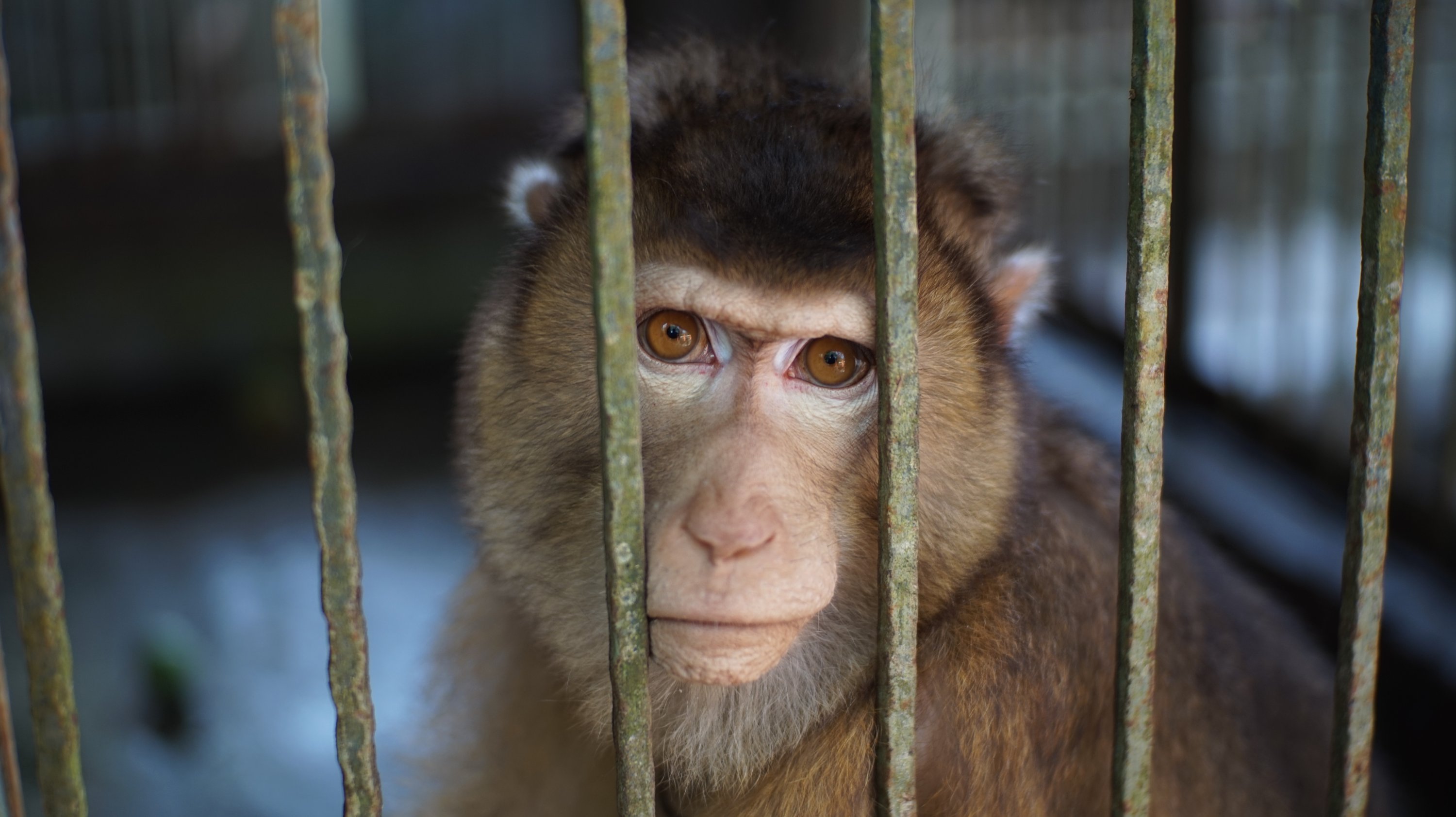 Monkey experiments reignite controversial debate on animal testing | Daily  Sabah