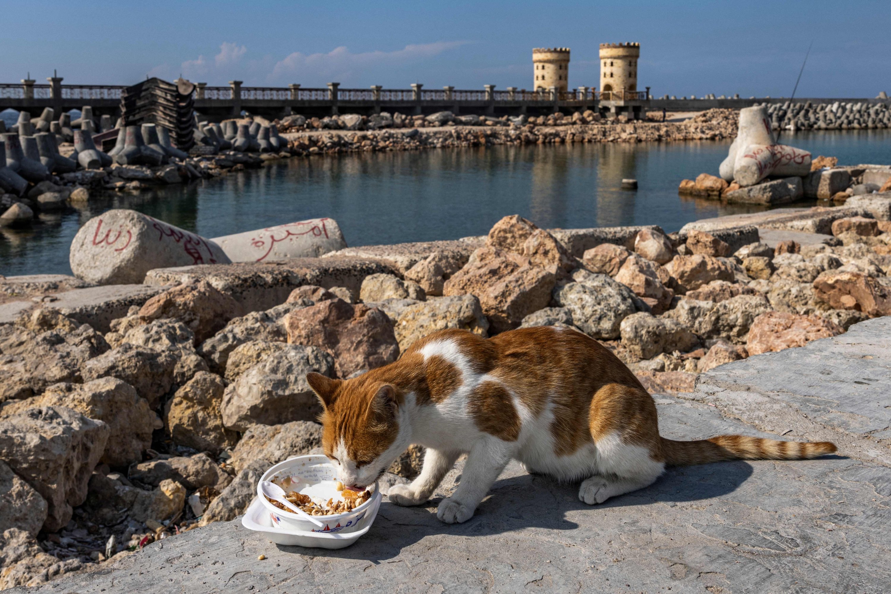 Seekor kucing memakan sisa puding nasi dari mangkuk plastik di dekat balok beton yang dipasang di sepanjang tepi laut untuk memecahkan gelombang laut Mediterania dari pelabuhan, di Alexandria, Mesir, 31 Oktober 2022. (AFP Photo)