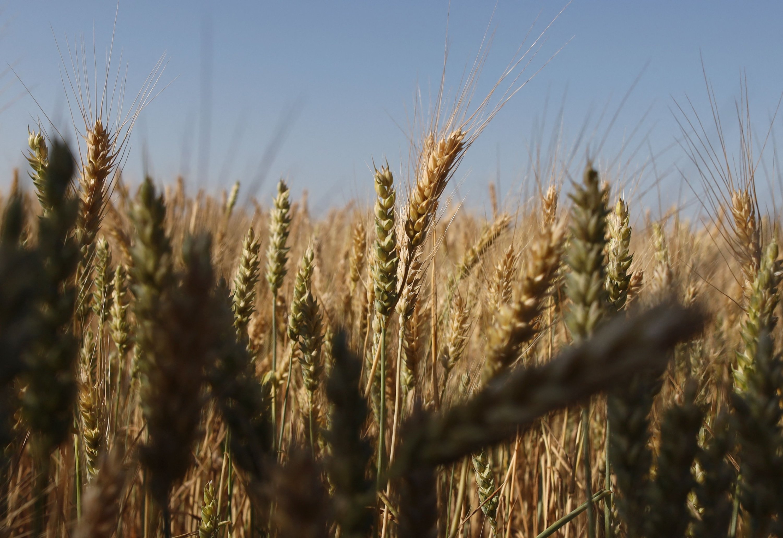 Biji gandum di ladang dekat Izmail di wilayah Odessa Ukraina, di tengah invasi Rusia ke Ukraina, 14 Juni 2022. (AFP File Photo)