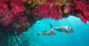 Fish swim in a coral off the coast of Cap de Creus, Costa Brava, Spain. (Shutterstock Photo)
