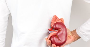 Doctor holding a model of a human kidney organ for transplant (Shutterstock Photo)