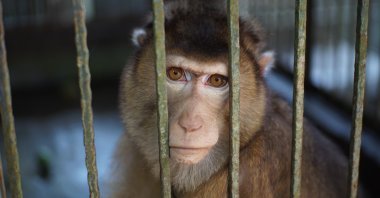 New Harvard experiments on monkeys set off intense controversy among scientists, reigniting ethical debate over animal testing. (Shutterstock Photo)