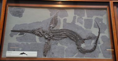 An Ichthyosaur Skeleton at the Natural History Museum, London, U.K., Aug. 2, 2017. (Wikimedia Commons Photo)