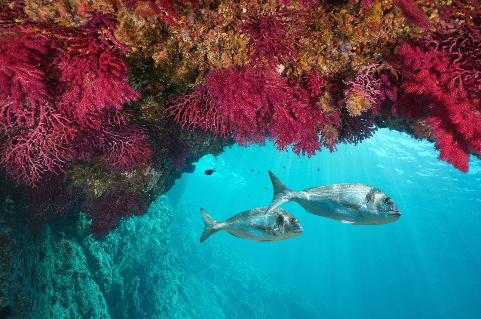 Fish swim in a coral off the coast of Cap de Creus, Costa Brava, Spain. (Shutterstock Photo)
